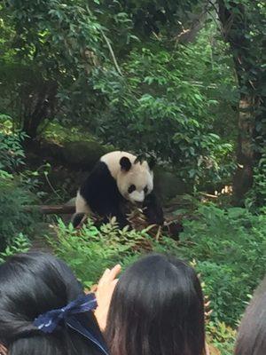 Panda Zoo Cheng Du