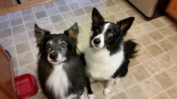 Zippo and Geddy after bath and brush waiting for their treats :)