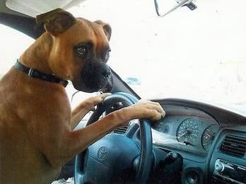 Someone call a Pet Taxi?
 Pick up and/or drop off available upon request