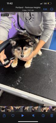 Screenshot from video of dog being blow dried