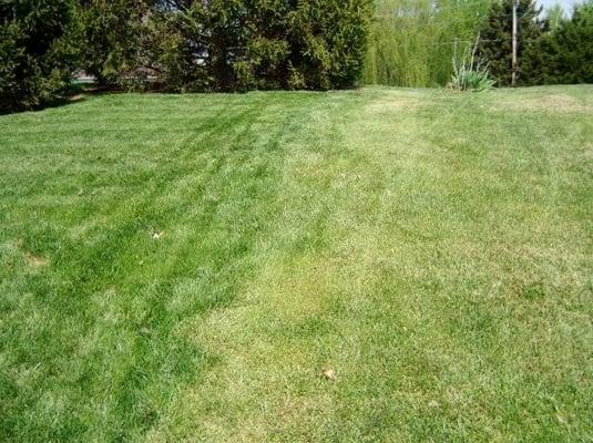 The lawn on the left was treated using our fertilizer treatment program, the lawn on the right was not.