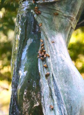 Bee sanctuary