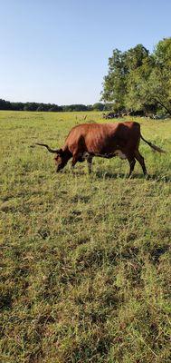 Just Grazing along the trail