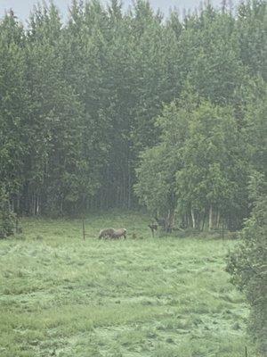 Elk in the pasture, snooping on us