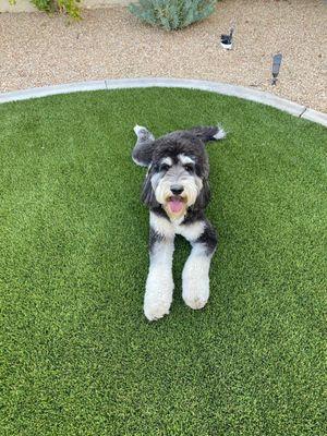 Our pup a couple of days after her grooming