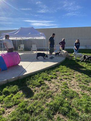 Puppy free time playground recess