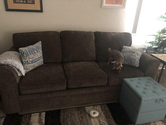 Mocha fabric couch with my mocha colored dog taking it over after only 5 minutes of having it.