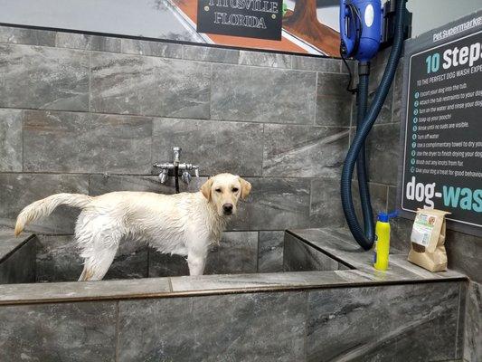 Wet yellow Labrador in a tub in the Pet Supermarket self-service dog wash area.