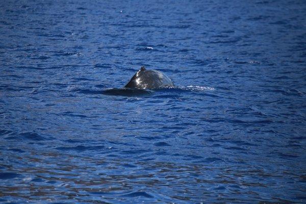 Humpback surfacing