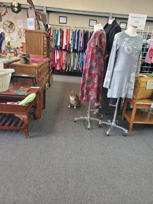 Adorable kitty in the clothes racks