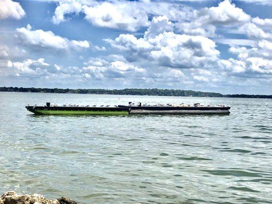 Seagulls are owning that pier