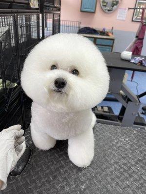 Milo is ready after his groom, Teddy bear head .