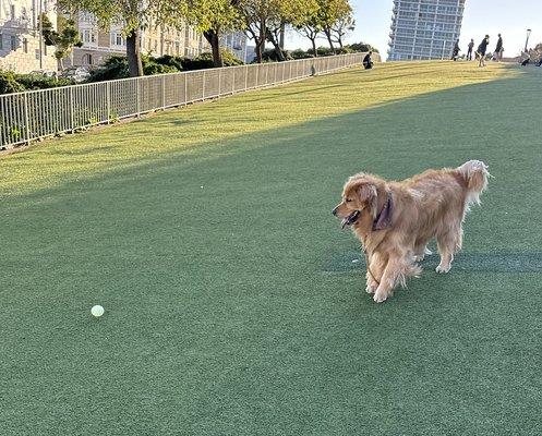 Playing catch with the dog