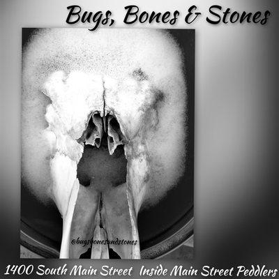 Bugs, Bones & Stones