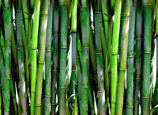 Hedge Between Bamboo Nursery