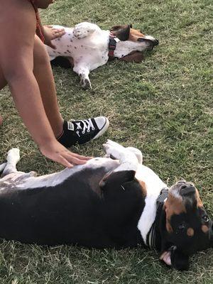 These dogs are loving their belly rubs! Lol!