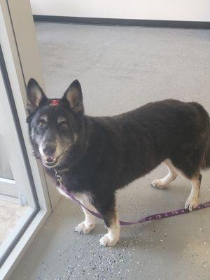 Leela is Husky/Shepard mix