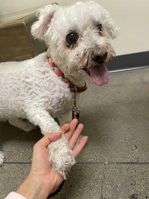 They helped cut a very difficult nail for my dog