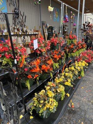 Hanging plants