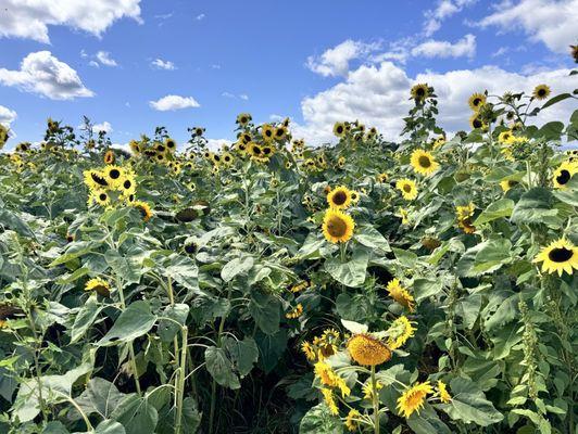 Sunflowers