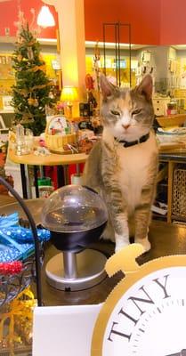 This kitty cat mans the cash register!