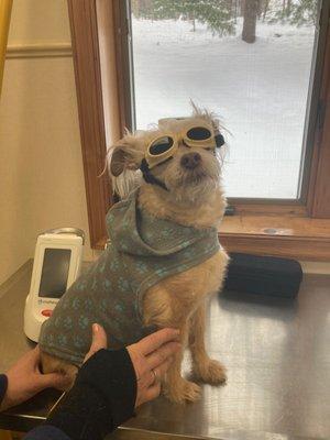 Rocking the doggles so we can safely use our therapeutic laser.