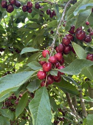 Tons of ripe cherries mid-July 2022