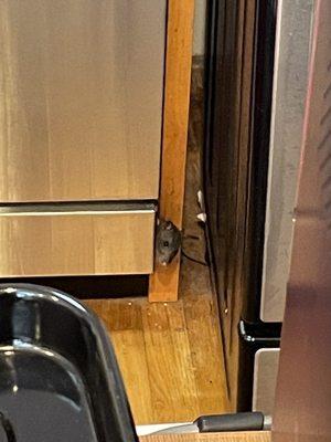 Rat coming from under the dishwasher