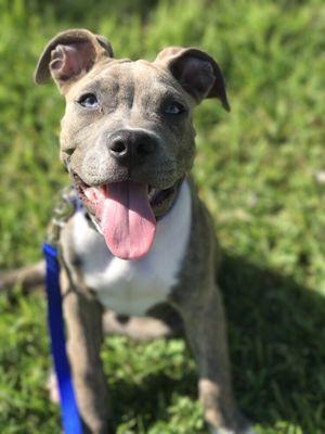 Our first Daily daycare guest Marley!