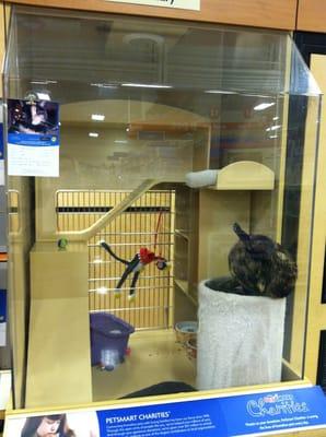 Cute kitty waiting for her forever home!