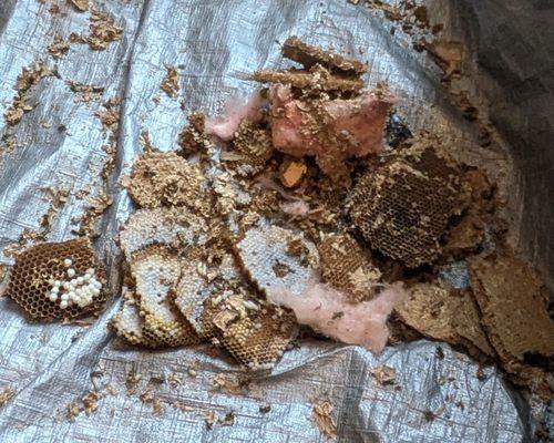 Close up of yellow jacket nest showing larvae and pink insulation from inside of wall.