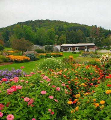 Vast acreage of flora that attracts hummingbirds and monarch butterflies! - (9/2/2021)