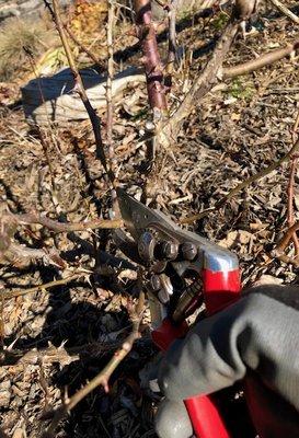 Pruning Roses