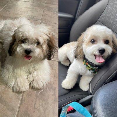 My pup before & after pic