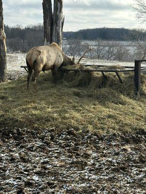 Posterior of elk while eating.