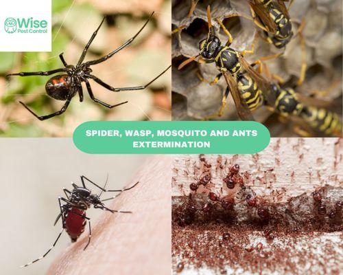 From Mosquitoes to Ants, Spiders to Wasps - We've Got You Covered! Say Hello to a Bug-Free Environment  #WisePests