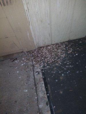 Bird crap