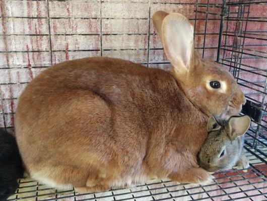 We have bunnies to pet. Sweet photo of mommy and baby.