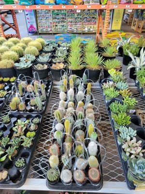 Cacti and succulents.