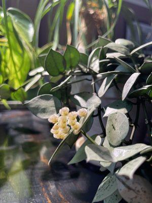 Hoya krohniana super silver in bloom