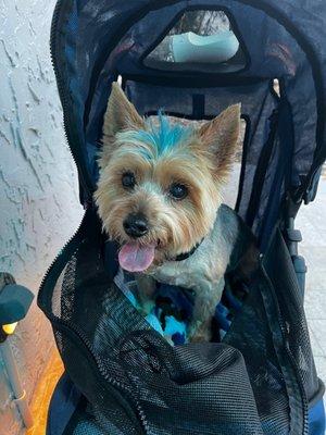 My 14 year old silky terrier after a groom at Suzies place !