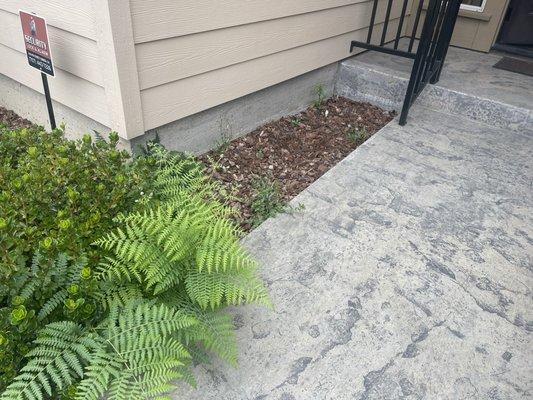 Weeds and ferns in flower beds.