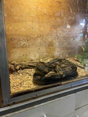 huge snake in a small cage