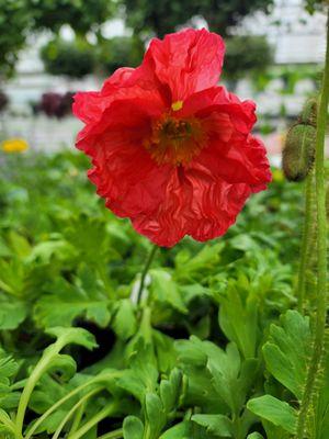 Icelanic poppy.