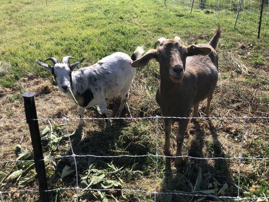 Come on down and meet Oliver and june!  They are our favorite four legged weed eaters!