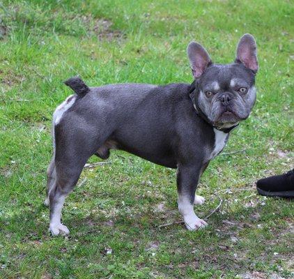 Solis a Liliac Tan Point French Bulldog one of our studs. 18 lbs