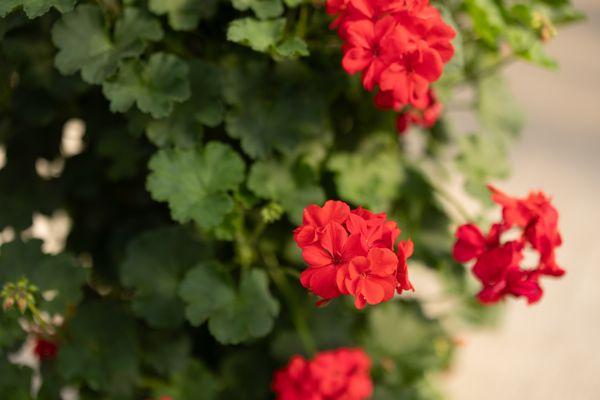 Shop patio planters with your favorite summer flowers, like geraniums!