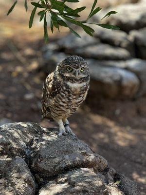 Phoenix Zoo