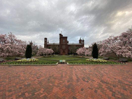 Saucer magnolias blooming in the Enid A. Haupt Garden