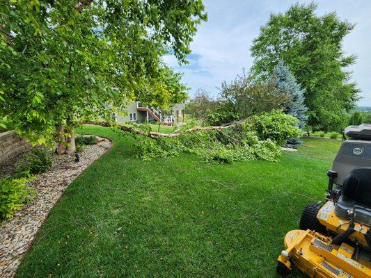 Fallen tree in my backyard that Ethan made me aware of while I was at work.